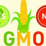 GMOs