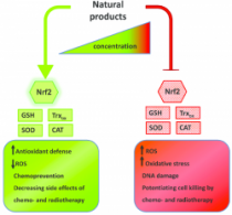 antioxidants and chemotherapy