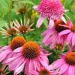 echinacea and immunity