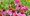 echinacea and immunity