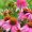 echinacea and immunity