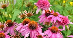 echinacea and immunity