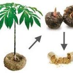 glucomannan and constipation