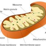 mitochondria and health