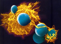 A white blood cell killing Candida