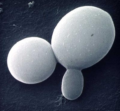 Normal, budding Candida under the microscope