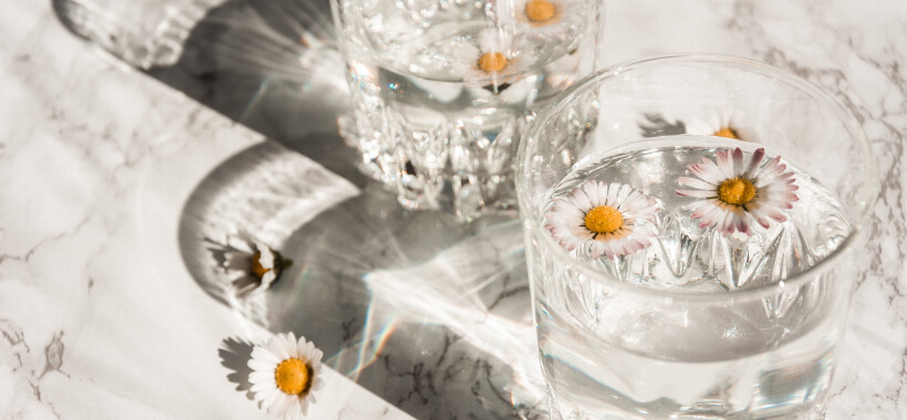 Chamomile flowers in glasses of water