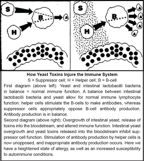 Diagram: how yeast toxins (black dots) injure the immune system
